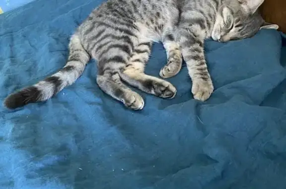 Animaux perdus Cambes-en-Plaine, photo: Chat tigré perdu à Cambes-en-Plaine
