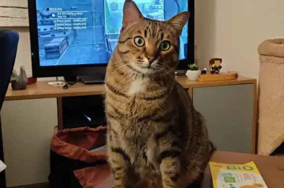 Animaux perdus Saint-Nazaire, photo: Chat tigré perdu à Saint-Nazaire