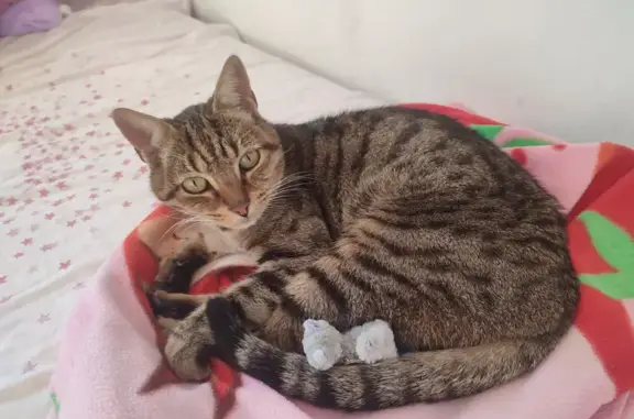 Animaux trouvés Ambérieu-en-Bugey, photo: Chat tricolore castré trouvé