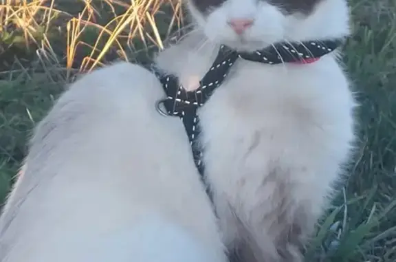 Chat perdu, Sainte-Radegonde, photo: Chatte siamoise perdue - 12 ans