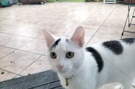 Animaux trouvés Mérignac, photo: Chat(te) blanc tacheté trouvé(e)