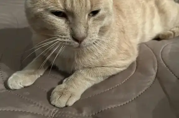 Chat perdu, Villeneuve-sur-Yonne, photo: Simba, Chat Perdu à Villeneuve