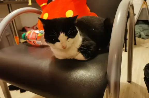 Chat sociable trouvé à Saint-Hilaire - photo