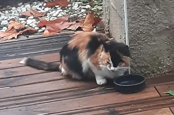 Chat isabelle trouvé à Lavaur - photo