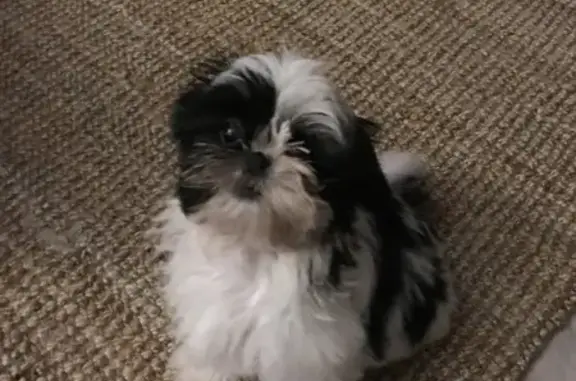 Animaux perdus Léry, photo: Perdue: Shih Tzu noire/blanche, Léry
