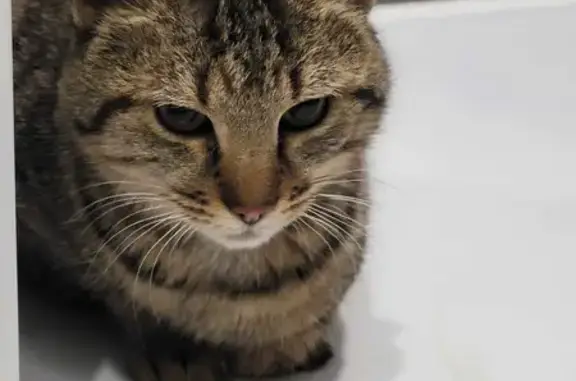 Chat sociable trouvé près de Riom - photo
