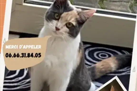 Chat perdu, Nanterre, photo: Chat tricolore perdu à Nanterre