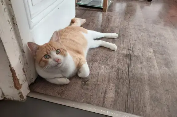 Animaux perdus Villeurbanne, photo: Chat roux et blanc perdu