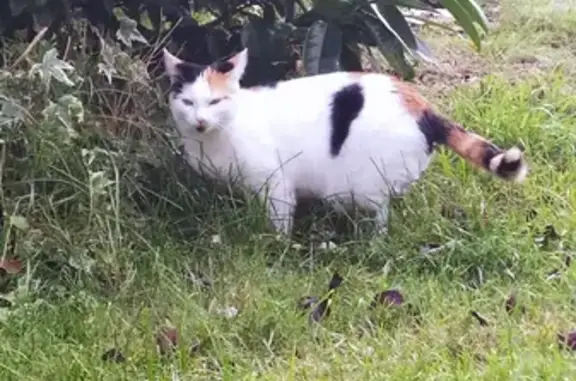 Chatte perdue à Vaux-le-Pénil - photo