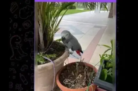 Help Find Lost African Grey Parrot in Yishun!