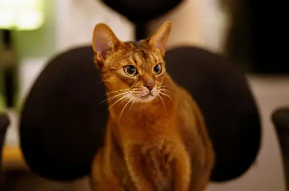 Chat abyssin trouvé à Paris 29 - photo