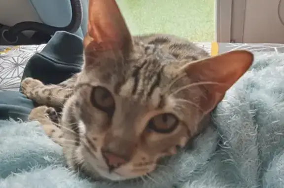 Chat mâle trouvé à Labège - photo