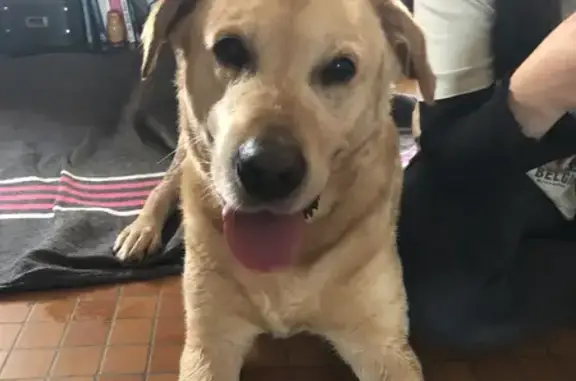 Animaux perdus Villeneuve-Tolosane, photo: Alerte: Labrador Otis disparu