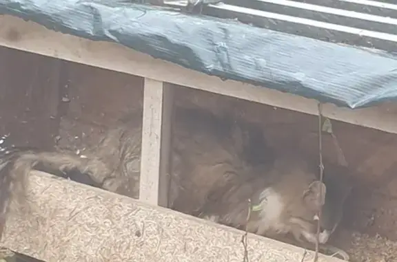 Animaux trouvés , photo: Chat perdu à Mortemer #6