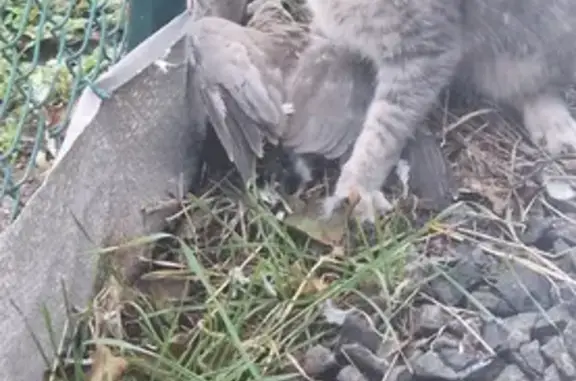 Chat perdu, Malintrat, photo: Chat Européen perdu à Malintrat