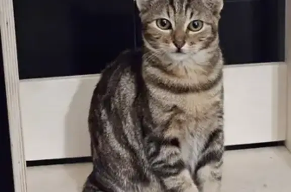 Animaux trouvés Tournefeuille, photo: Chat perdu à Tournefeuille