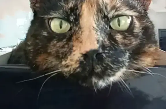 Animaux perdus La Seyne-sur-Mer, photo: Chatte écaille perdue, La Seyne