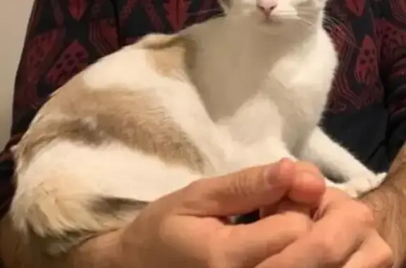 Animaux perdus Brest, photo: Chatte crème/tricolore perdue à Brest