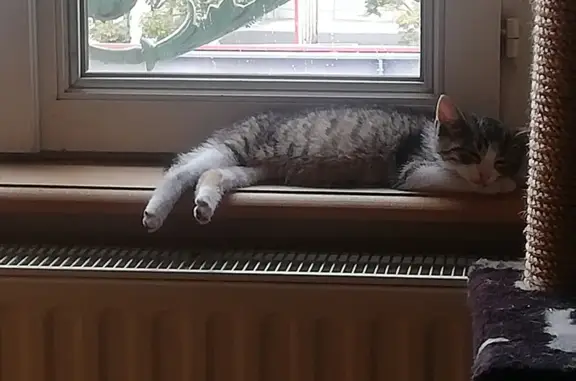 Animaux perdus Houilles, photo: Chat tigré perdu à Houilles