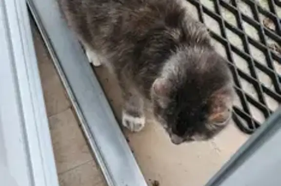 Chatte âgée trouvée, La Chapelle - photo