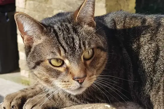 Lost Tabby Cat in W12 9JF - Help Find Him!