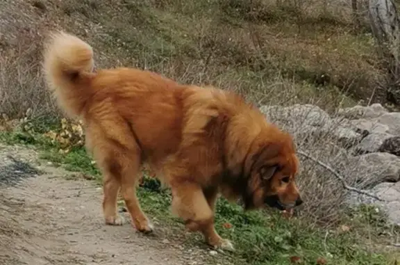 Animaux perdus Lauris, photo: Alerte: Grand Patou fauve perdu