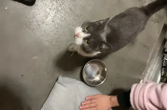 Found: Grey & White Cat on Manor Rd #58!