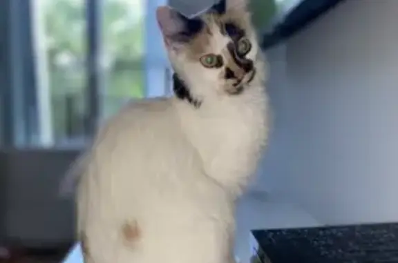 Chat perdu, Le Cendre, photo: Chatte blanche perdue - Le Cendre