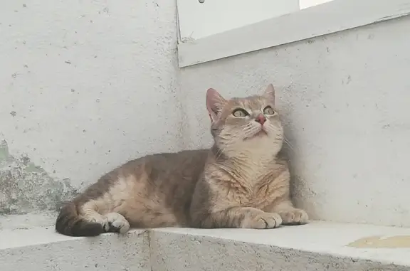 Animaux perdus Villeurbanne, photo: Chat tigré perdu à Villeurbanne