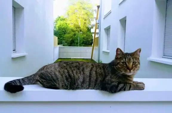 Animaux perdus Bayonne, photo: Chat tigré perdu à Bayonne
