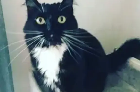 Animaux perdus , photo: Mozart, chat noir et blanc perdu