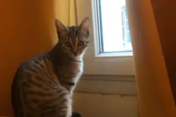 Chat perdu, Boulogne-Billancourt, photo: Chaton tigré perdu à Boulogne
