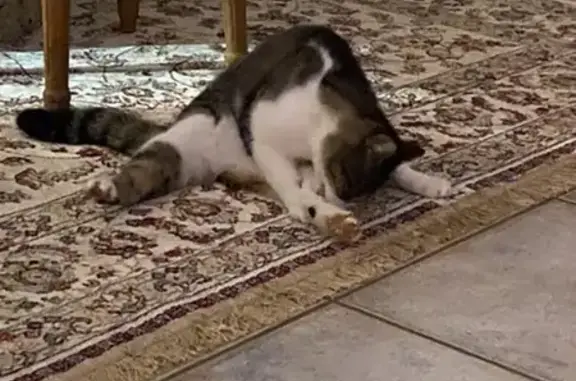 Chat trouvé à Puget-sur-Argens - photo