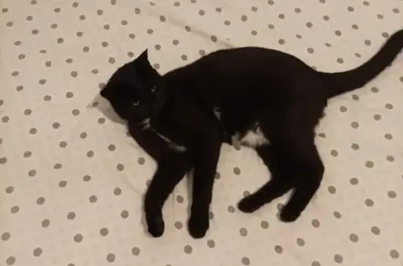 Chat perdu, Nouvelle-Aquitaine, photo: Chat noir perdu à Illats