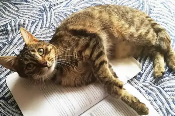Chat perdu, , photo: Chat disparu Fille (fl487886)