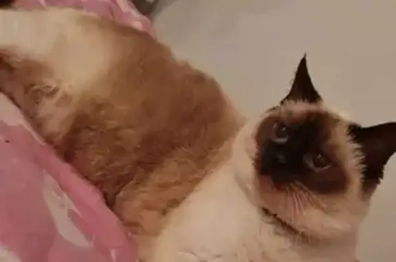 Animaux perdus Saulcy-sur-Meurthe, photo: Chat Siamois Perdu: Zola à Saulcy