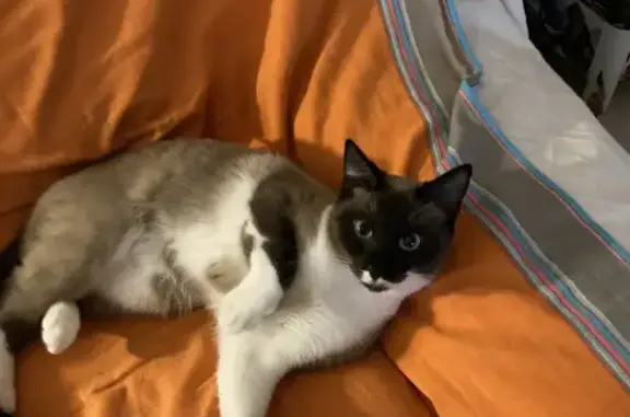 Chat perdu, Lorient, photo: Chatte siamoise AttaÏ perdue
