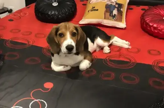 Animaux perdus La Trinité, photo: Avis de recherche: Luki, beagle