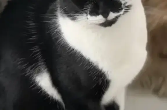 Chat perdu, , photo: Chat noir et blanc perdu