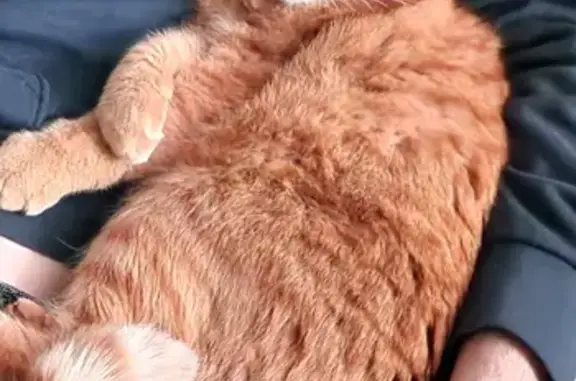 Animaux perdus Saint-Égrève, photo: Chat Roux Trigré Perdu - St Egrève