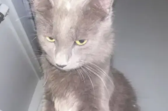 Animaux perdus Villeurbanne, photo: Chat sociable perdu, Villeurbanne
