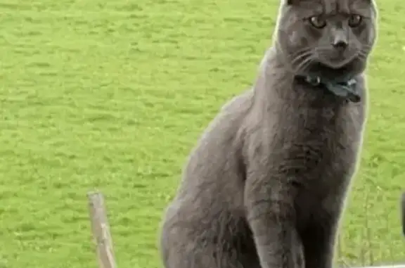 Animaux perdus Bois-d'Amont, photo: Chat gris, queue courte perdu
