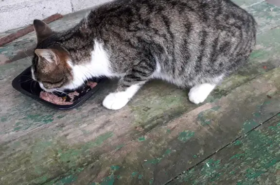 Chat perdu trouvé à Montrond - photo