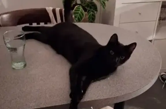 Chat noir sociable trouvé à Guingamp - photo