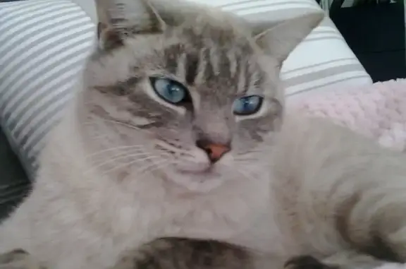 Animaux perdus , photo: Chat disparu après coup de feu