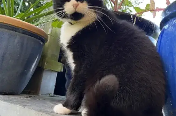 Animaux perdus Ploubazlanec, photo: Chatte noire perdue à Ploubazlanec