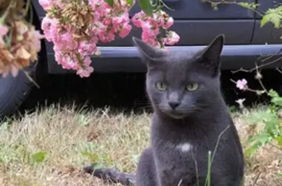 Chat perdu, Versailles, photo: Chatte perdue à Versailles