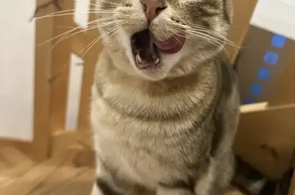 Chat au collier blanc trouvé - photo