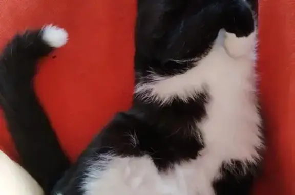 Chat perdu, Gelos, photo: Avis de recherche: Chat Fox