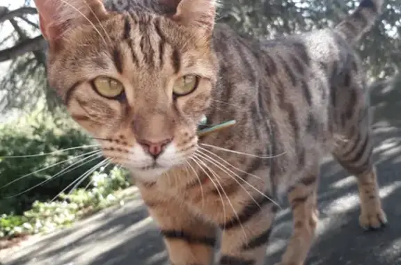 Animaux perdus Saint-Michel-sur-Orge, photo: Chat Bengal Perdu: Pheobus
